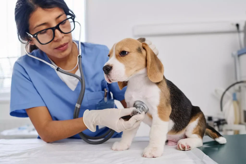 Pet Wellness Exam